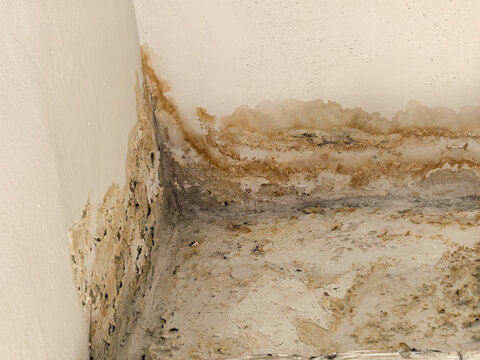Wall with growing mold spots and peeling paint damage from moisture