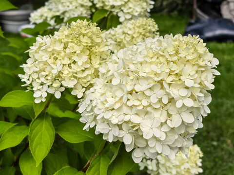 White hydrangea paniculata flowers blooming in summer garden closeup