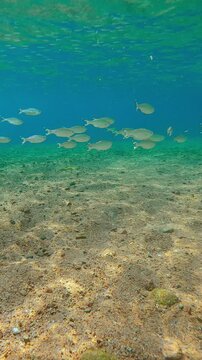 School of Barred Flagtails swims through shallow waters, their scales gleaming in sunlight. Group of Five-striped Flagfish (Kuhlia mugil) swims, their scales glittering in sunshine.