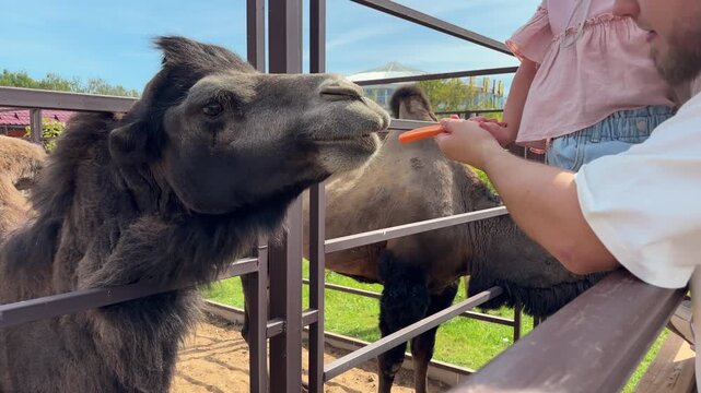 Father and child feeding a carrot to a camel through a zoo fence, family outing, animal feeding, childhood learning, wildlife interaction.