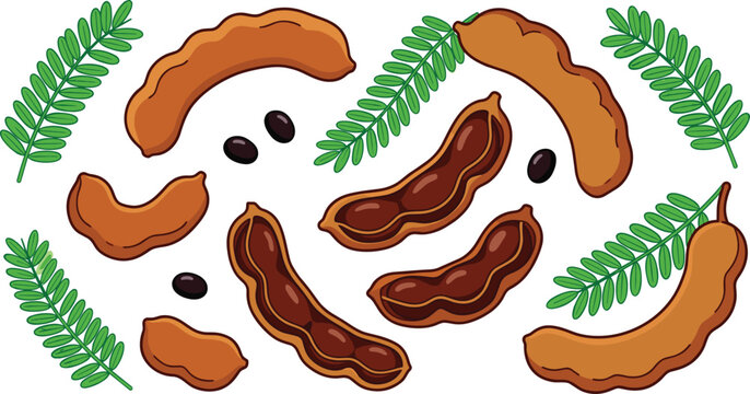 Fresh Tamarind Pods and Leaves Vector Illustration Set with Open Shells and Black Seeds for Tropical Ingredient and Exotic Fruit Designs