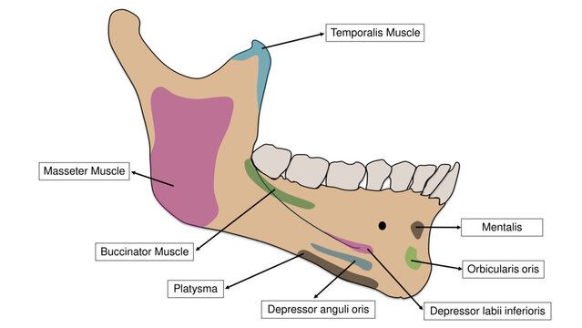 Mandible outer surface muscle attachments and bony landmarks anatomy vector