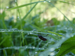 beetle in a leaf with the drops of rain