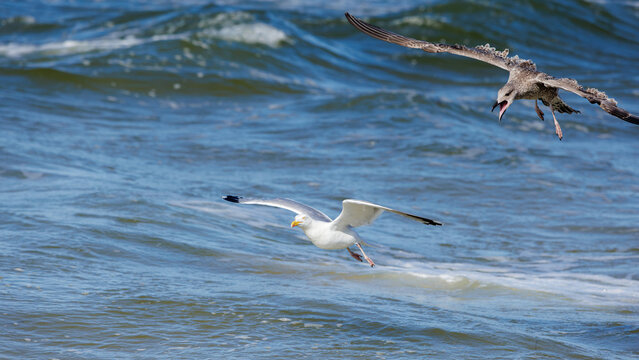 Two seagulls flying low over ocean waves, featuring white adult gull gliding and mottled juvenile bird calling in the air.