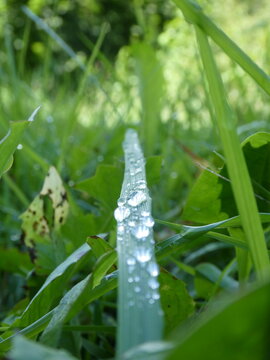 drops of rain in a leaf