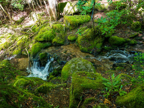 西股沢登山道
