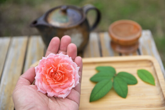 Close-up of a hand holding a blooming pink rose flower with a teaset, wooden tray, and leaves on a table. Rose tea and herbal wellness concept.
