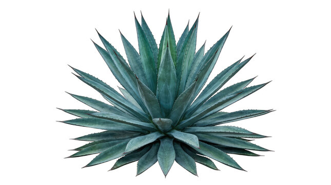 Blue agave succulent plant with sharp pointed leaves isolated on transparent background.