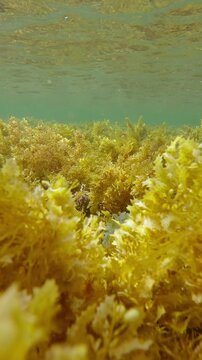 Advancing over shallows, now covered by solid carpet of brown Sargassum seaweed and Leafy Rolled-blade alga (Padina boergesenii). Underwater landscape of Padina and Sargasso weed sway under waves