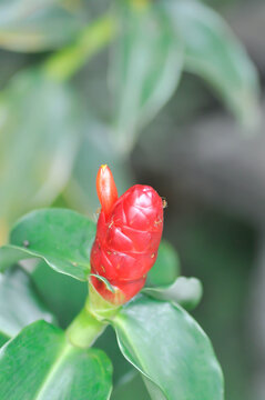 Costus speciosus, Crape ginger or Malay ginger or Spiral flag or Cheilocostus speciosus, Costaceae or Cane reed or red flower