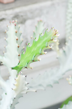 Euphorbia lactea white ghost or Euphorbia or Euphorbia mayurnathanii variegated ,Euphorbia lactea or white plant