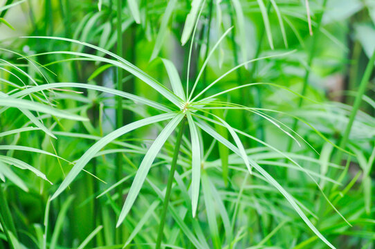 Cyperus alternifolius L, Cyperus alternifolius subsp flabelliformis or  Cyperus involucratus Rottb or Umbrella or CYPERACEAE