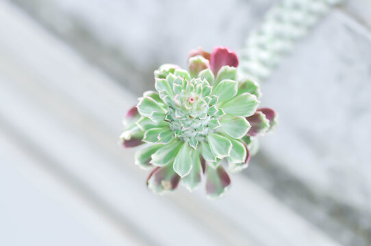 Euphorbia ritchiei, Euphorbiaceae or  Monadenium ritchiei or Spurges or bicolor Euphorbia