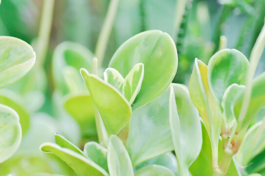 Peperomia obtusifolia, Baby Rubber Plant or Pepper Face or PIPERACEAE or white and green leaf