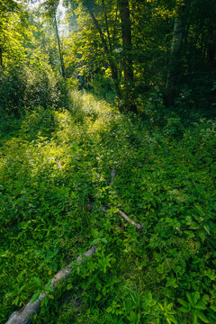 Old fallen tree logs amidst green foliage on sunlit forest floor
