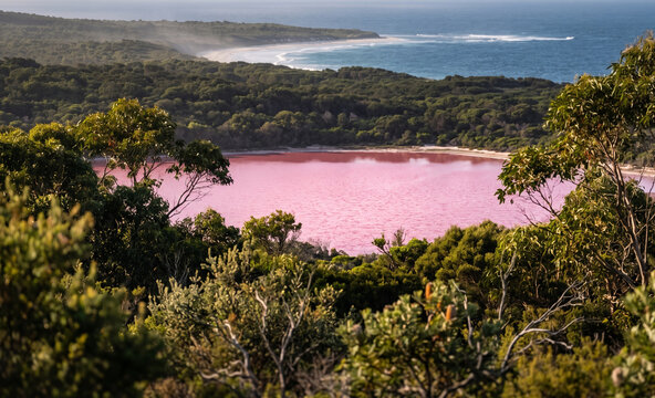  Lake Hillier Pink Water Framed by Dense Australian Vegetation.