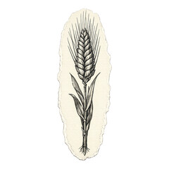 Fototapeta premium PNG Vintage wheat botanical illustration.