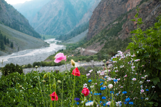 Spring flowers in the mountains. Wild Poppies and Cornflowers Blooming Over Miyar River Gorge and Mountain Valley in Lahaul, Himachal Pradesh, India.