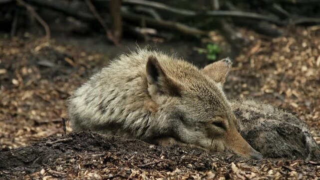 A wolf resting peacefully on the forest floor in a natural habitat, surrounded by vegetation and woodland. Wildlife footage showing a calm wild animal in its environment
