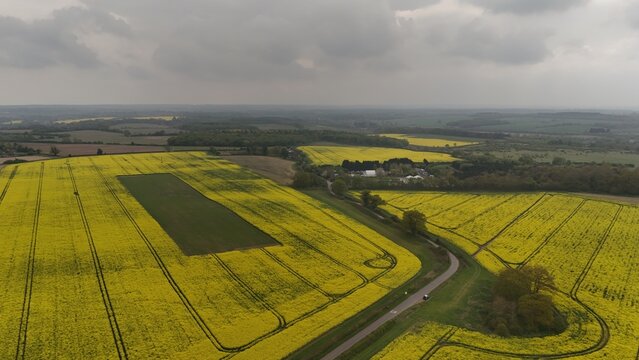 Aerial view of vibrant yellow rape flower fields stretching across the rural landscape with a winding road and lush trees under a cloudy sky in Hertford, England, United Kingdom.