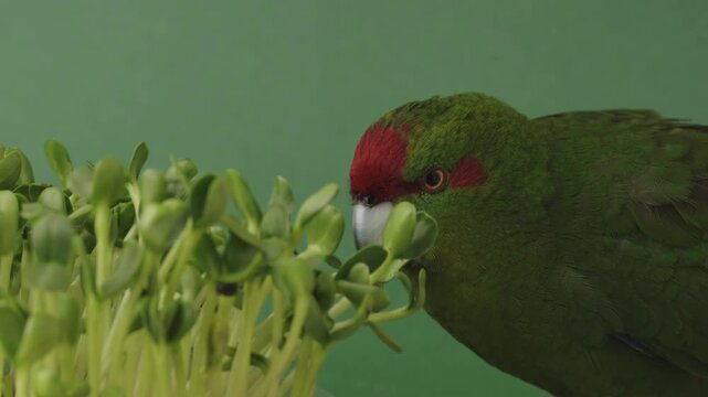 Close up high quality footage of green Kakariki parrot eating  sprouted sunflower seedlings. Red-headed parrot feeding microgreen against green background