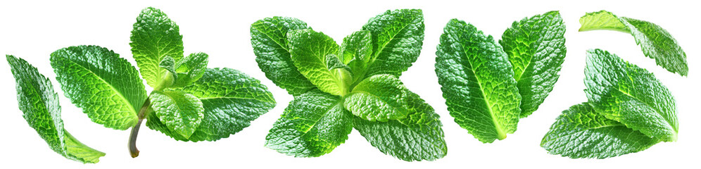Collection of mint leaves and small leafy sprigs arranged separately in a horizontal row isolated on transparent background. © Vasilii