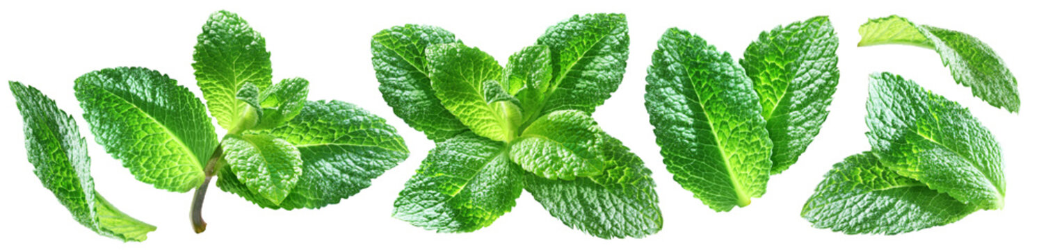 Collection of mint leaves and small leafy sprigs arranged separately in a horizontal row isolated on transparent background.