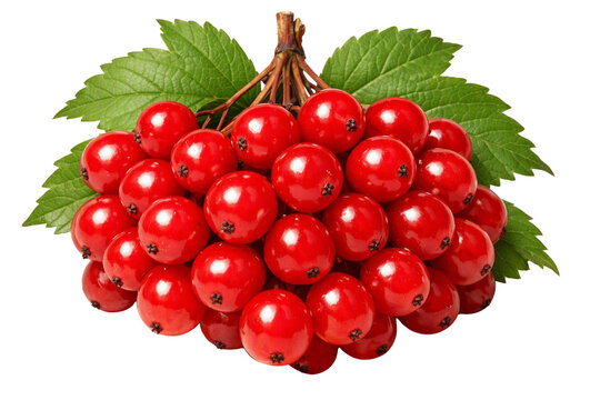 Cluster of bright red viburnum berries with green leaves, isolated on transparent background. Botanical illustrations, natural product packaging, or autumn seasonal design.