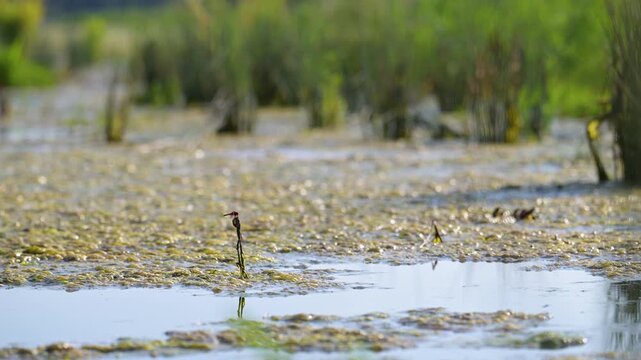 Mature male Red darter on the lookout perched on a dry stem of aquatic plant at the edge of a pond taking off to hunt and resting in the same spot. Crocothemis erythraea, r&eacute;gion Centre, France, Europe