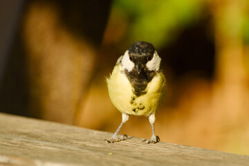 A great tit pauses on a wooden bench with its small feet gripping the surface © in_colors