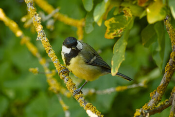 Great tit perched on a lichen-covered branch among green leaves © in_colors