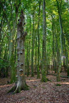 Ancient European beech forest in Jasmund National Park, R&uuml;gen Island, Germany. Sunlight shining through tall beech trees in a UNESCO World Heritage forest