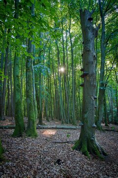 Ancient European beech forest in Jasmund National Park, R&uuml;gen Island, Germany. Sunlight shining through tall beech trees in a UNESCO World Heritage forest