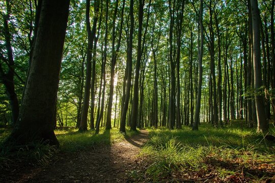 Ancient European beech forest in Jasmund National Park, R&uuml;gen Island, Germany. Sunlight shining through tall beech trees in a UNESCO World Heritage forest