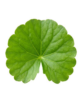 Macro close up of a fresh green Centella Asiatica gotu kola leaf isolated on a transparent background.