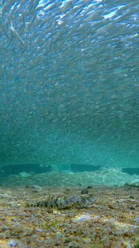 Two camouflaged Lizardfish waiting to strike dense, shimmering in sunbeams school of Silversides Atherina. Sandy bottom and clear shallow water create high-contrast wildlife scene