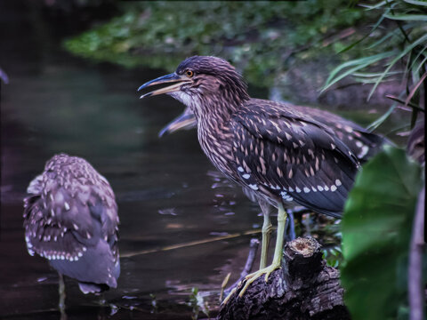A detailed close-up of a juvenile black-crowned night heron (Nycticorax nycticorax) standing near the edge of a pond. 