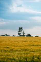 Fototapeta premium A blurred golden agricultural field in the foreground with isolated, prominent green trees standing on the horizon against a cloudy blue sky.