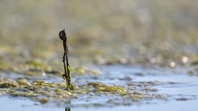 Mature male Red darter on the lookout perched on a dry stem of aquatic plant at the edge of a pond taking off to hunt and resting in the same spot. Crocothemis erythraea, r&eacute;gion Centre, France, Europe