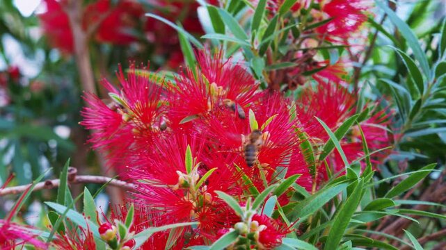 A bee crawls across vivid red bottlebrush flowers surrounded by green foliage, gathering pollen in a garden, a concept of nature pollination.