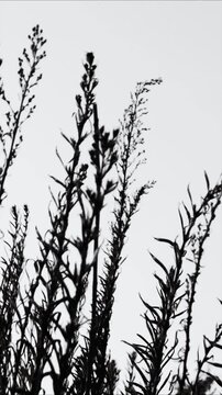 A black and white  of a  sitting on top of a tree, providing a classic and timeless scene