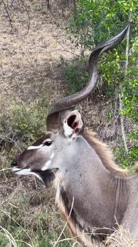 Male Greater Kudu with Spiral Horns Chewing Grass