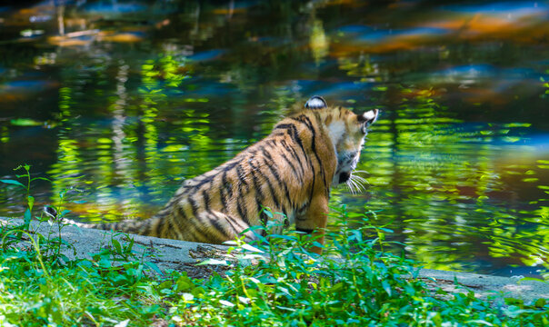 Tiger cub sitting beside a forest pond with colorful reflections in the water and lush vegetation, viewed from behind with open background and copy space
