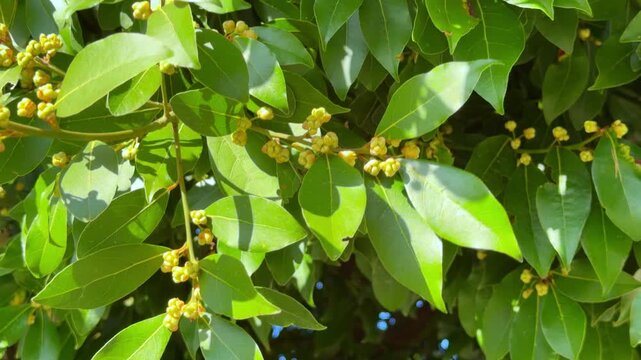 A laurel tree branch with green leaves and clusters of small yellow flower buds sways lightly in sunlight, dappled shadows moving across the foliage.