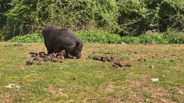 A black wild boar sniffs and forages through grass scattered with droppings and debris at the edge of a forest, searching for food in its natural habitat.
