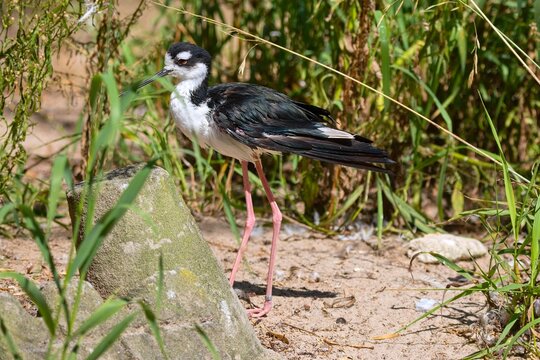 The black-winged stilt (Himantopus himantopus) in natural habitat