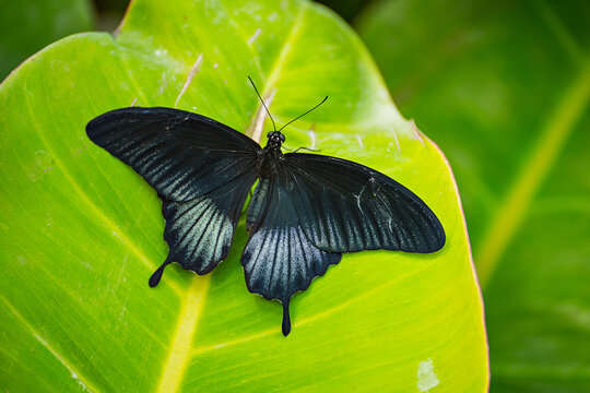 Captivating black butterfly resting on vibrant green leaf in a lush garden