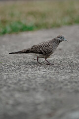 Obraz premium A wild Zebra Dove (Geopelia striata) captured mid-stride while walking on a textured concrete pavement. blurred green grass background.