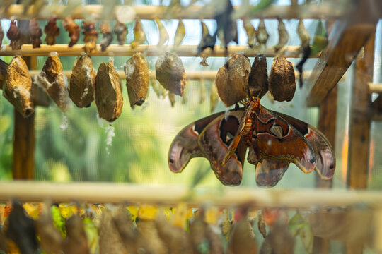 Giant butterfly emerges from chrysalis in a serene glass habitat filled with cocoons