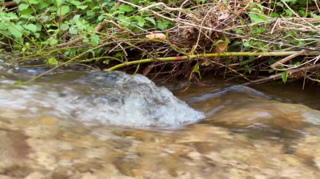 Clear water bubbles and flows over submerged rocks in a shallow forest creek, framed by overhanging branches and dry brush along the bank.